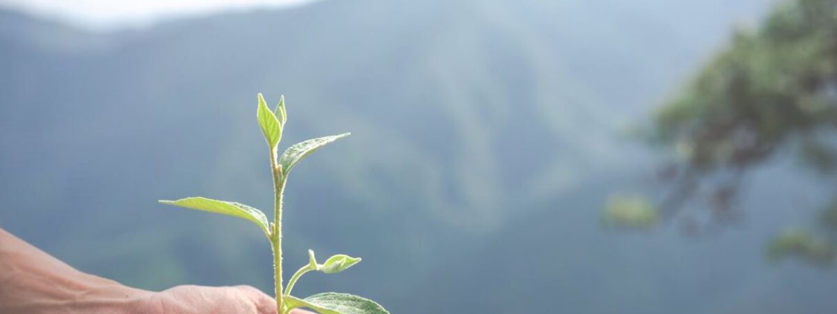 ¿Conoces la importancia del medio ambiente? Coosanluis te lo cuenta